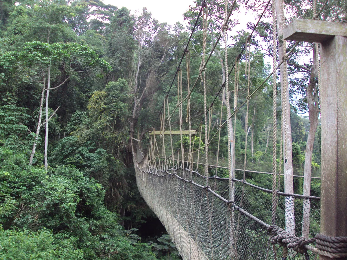 Bridge in Rainforest