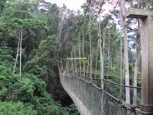 Bridge in Rainforest